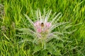 Wild Everts meadow thistle flowers bloom at the Yellowstone National Park