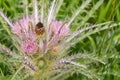 Wild Everts meadow thistle flowers bloom at the Yellowstone National Park