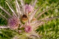 Wild Everts meadow thistle flowers bloom at the Yellowstone National Park