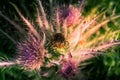 Wild Everts meadow thistle flowers bloom at the Yellowstone National Park