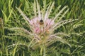 Wild Everts meadow thistle flowers bloom at the Yellowstone National Park