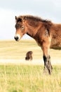 Wild Exmoor ponies