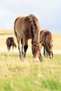 Wild Exmoor ponies