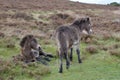 Wild Exmoor ponies on Porlock Hill, North Devon Royalty Free Stock Photo