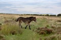 Wild Exmoor ponies on Porlock Hill, North Devon Royalty Free Stock Photo