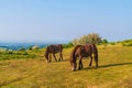 Exmoor Ponies Quantock Hills Somerset England UK Royalty Free Stock Photo