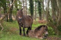 Wild Exmoor ponies near Webbers Post, North Devon