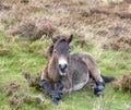 Wild Exmoor ponies on Porlock Hill, North Devon Royalty Free Stock Photo