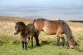 Wild Exmoor ponies on Porlock Hill, North Devon Royalty Free Stock Photo