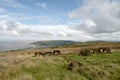 Wild Exmoor ponies on Porlock Hill, North Devon Royalty Free Stock Photo