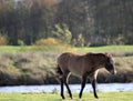 Wild exmoor pony calf Royalty Free Stock Photo