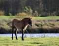 Wild exmoor pony calf Royalty Free Stock Photo