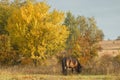 Exmoor pony grazing in a meadow Royalty Free Stock Photo