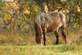 Exmoor pony grazing in a meadow Royalty Free Stock Photo