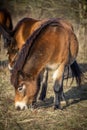 Wild exmoor pony grazing in Podyji Royalty Free Stock Photo