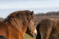 A wild Exmoor pony head. Chestnut color horses. On the grass in nature. in Fochteloo National Park, The netherlands Royalty Free Stock Photo