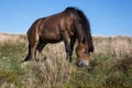 Wild Exmoor Pony horse grazing in Somerset UK Royalty Free Stock Photo