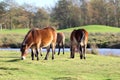 Wild Exmoor pony in the Netherlands Royalty Free Stock Photo