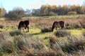 Wild Exmoor pony in the Netherlands Royalty Free Stock Photo
