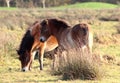 Wild Exmoor pony in the Netherlands Royalty Free Stock Photo