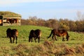 Wild Exmoor pony in the Netherlands Royalty Free Stock Photo