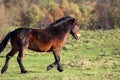 Wild Exmoor pony in the Netherlands Royalty Free Stock Photo