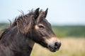 Wild Exmoor Pony Royalty Free Stock Photo