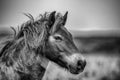 Wild Exmoor Pony Royalty Free Stock Photo