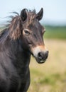 Wild Exmoor Pony