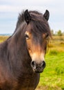 Wild Exmoor Pony Royalty Free Stock Photo