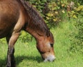 Wild exmoor pony Royalty Free Stock Photo