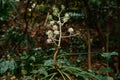 Wild exotic flower Fatsia Japonica or Japanese Aralia in forest