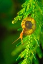 Wild exotic long snail Royalty Free Stock Photo