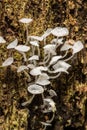 Wild exotic mushroom fungus growing in jungle