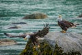 Wild experience of bald eagles in Chilkat bald egle reserve, Alaska Royalty Free Stock Photo
