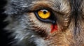 Wild eye fur wildlife nature animal look predator wolf mammal