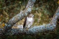 Wild falcon on the pirch sitting on a branch Royalty Free Stock Photo