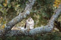 Wild falcon on the pirch sitting on a branch Royalty Free Stock Photo