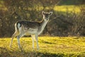 Wild fallow deer fawn Dama Dama Royalty Free Stock Photo
