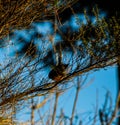 Wild fantail bird in a forest in New Zealand Royalty Free Stock Photo