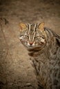 wild far eastern forest cat Royalty Free Stock Photo