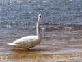 Wild fat swan feeding close to lake bank Royalty Free Stock Photo