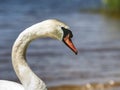 Wild fat swan feeding close to lake bank