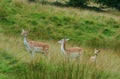 Wild fawn deer Royalty Free Stock Photo