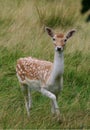 Wild fawn deer Royalty Free Stock Photo