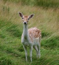 Wild fawn deer Royalty Free Stock Photo