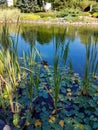 A wild duck swims across the lake after reeds and water lilies. The surface of the water is calm Royalty Free Stock Photo