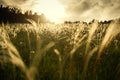 Wild feather grass in a summer forest at sunset Royalty Free Stock Photo