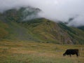 Wild feeding cow ion the mountains background in georgia country