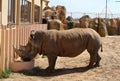 Wild feeding the rhino in the zoo